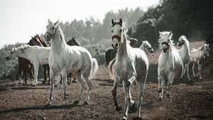 undefined Images